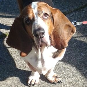 Meet your Posher, Dianne